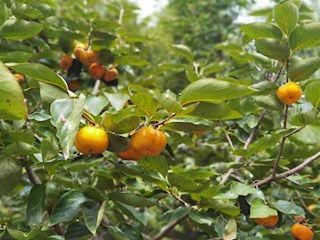 合兴小学植物生态美